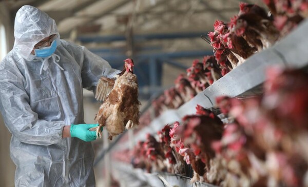 미국에서 최초로 인간에게 조류 독감 양성 반응은 환자가 발생했다.(사진=로이터)