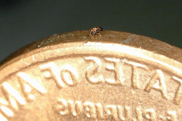 (사진=미국 노스웨스턴 대학)