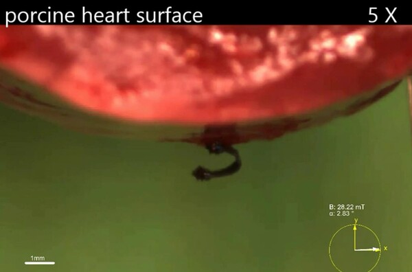 밀폐되고 제한된 공간에서 복잡한 3D 표면을 횡단할 수 있는 무선 밀리미터 규모의 소프트 클라이밍 로봇. (사진=막스 플랑크 지능형 시스템 연구소)