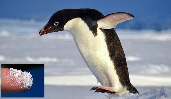 남극의 눈에서  녹은 눈 1리터당 평균 29개의 미세 플라스틱 입자가 발견되었다. (사진=PIXABAY이미지합성)