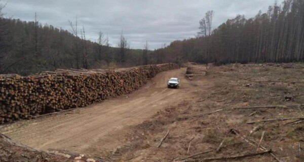 캥거루 아일랜드 플랜테이션 목재가 수확한 화재로 손상된 통나무가 수출을 기다리고 있습니다. (사진=KIPT/InDaily)