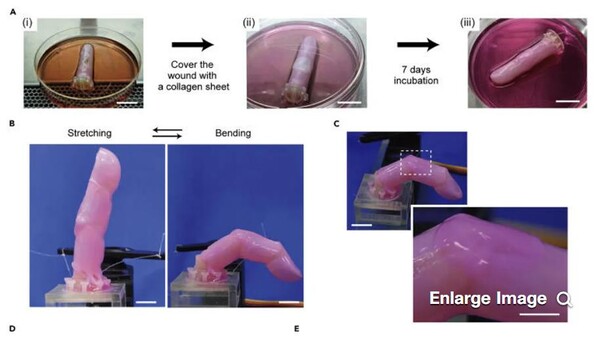 인간의 살아있는 세포를 사용하여 피부로 덮인 로봇의 손가락.(사진=Shoji Takeuchi)
