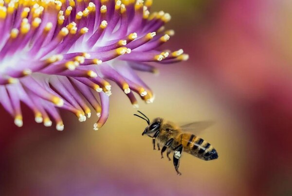 케나다의 사이먼 프레이저 대학교 (Simon Fraser University)의 연구팀 은 상승하는 온도는 꿀벌 개체수에 부정적인 영향을 준다는 연구결과가 나왔다. (사진=pixabay)