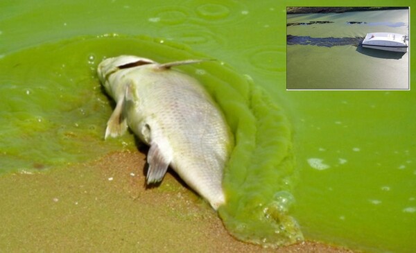 국내 4대강은 가믐과 녹조라떼로 인한 매년 몸살을 앓고있다. (사진=환경연합)