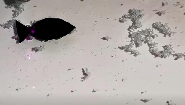 미세 플라스틱을 빠르게 흡수하는 물고기 모양의 로봇이 과학자들에 의해 만들어졌다.(사진=중국과학기술일보)