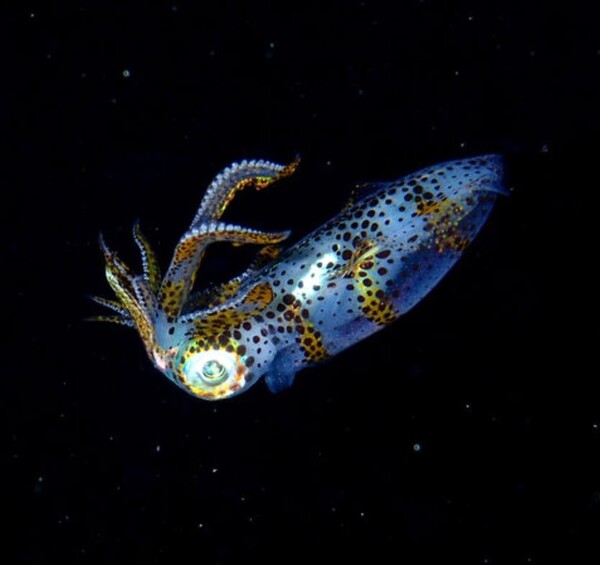 양식 기술 개발에 성공한 아오리이 오징어. (사진=오키나와 공대/나카지마 타카타 박사)