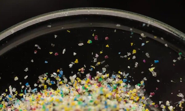 과학자들은 연구에서 테스트한 육류 및 유제품의 75%와 모든 혈액 샘플에서 미세 플라스틱을 발견했다. (사진= David Kelly/퀸즐랜드 대학교)