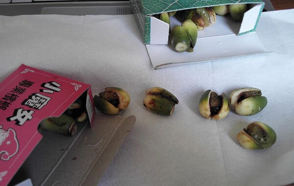 구강암을 유발해 '죽음의 열매'로 불리는 빈랑(비틀넛)이 최근 5년간 국내에 100t(톤) 넘게 수입된 사실이 밝혀져 논란이 되고 있다.(사진=Electra's Blog)