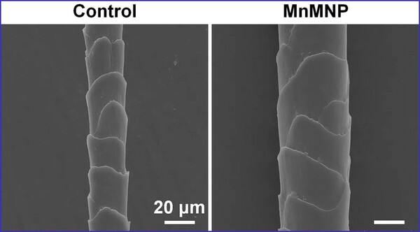 망간 나노자임 미세바늘 패치(오른쪽 이미지, MnMNP로 표시됨)로 처리한 쥐에서 대조군으로 테스토스테론 으로 처리한 쥐(왼쪽 이미지)에 비해 모발이 더 두껍게 다시 자랐다.(사진=Nano Letters)
