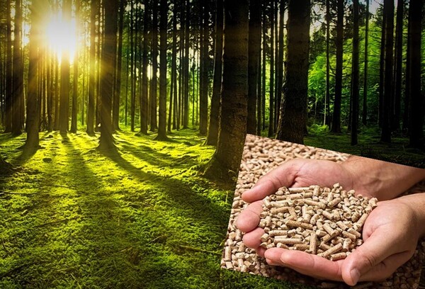 과학자들은 이번 서신을 통해 “숲은 기후변화의 영향을 받는 생물종의 중요한 피난처로서 미래의 생물다양성에 더욱 중요해질 것”이라고 강조했다. (사진=PIXABAY )