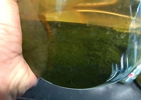 커피로 키운 클로렐라 불가리스 조류 샘플.(사진=영국 애스턴 대학교)