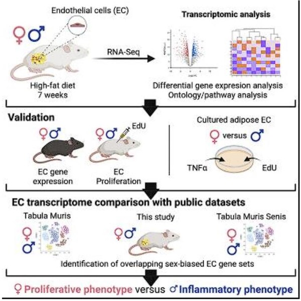 (실험자료=요크 대학)