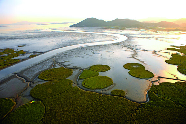 ​​​​​​​순천만갈대군락.(사진=순천만국제정원박람회조직위원회)