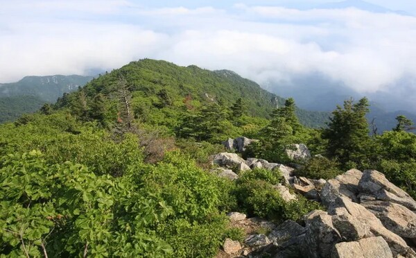 강원 양양군의 설악산 케이블카 사업 추진으로 훼손 위기에 놓인 설악산 내 사업 예정지 모습. (사진=설악산국립공원지키기국민행동 제공)