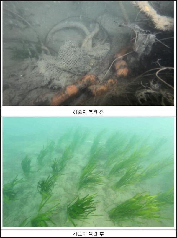 해초지 복원 전·후 현황사진 [제공=국립공원공단]