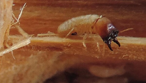 마른나무 흰개미( Cryptotermes domesticus) (사진=호주 정부)