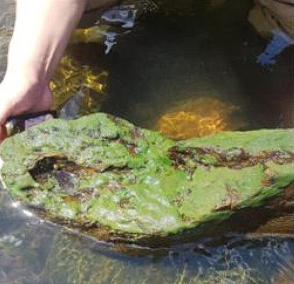 민물해면의 생태적 특성은 바다에 살던 해면류 중 민물에 적응한 것으로, 수심 2∼5 m에 있는 나뭇가지·물풀·교각·자갈 그 밖의 다른 물체 위에 퍼져 있다. 약 150종이 극지를 제외한 전 세계에 분포한다.(사진=국립낙동강생물자원관)