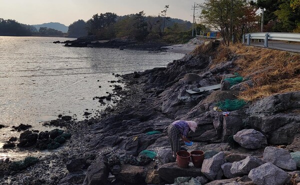 보성 장도 섬주민 모습