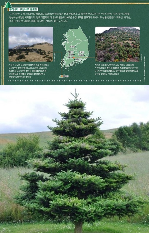  구상나무는 소나무과에 속하는 상록침엽교목. 한국 특산종으로 한라산, 지리산, 무등산, 덕유산 등에서 자생한다.(사진=위키백과)