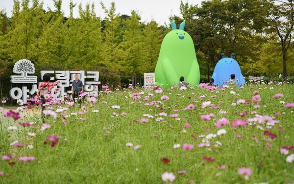 드림파크 야생화단지 코스모스 꽃밭 