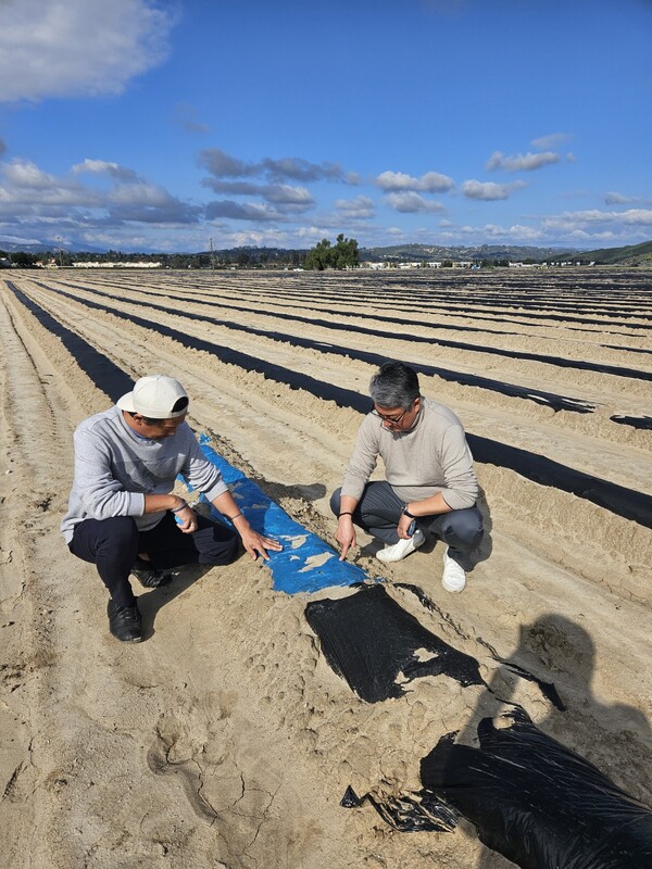 ▲GEM-Pack Berries 현지 농장은 딸기와 블루베리 등을 전문으로 생산하고 있다. 고신성 대표가 현지에서 생분해 플라스틱 멀칭필름을 살펴보고 있다.(사진=BADP Korea 제공)