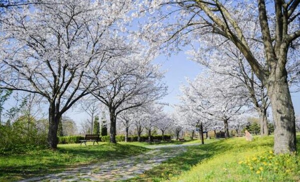수도권매립지관리공사는 동절기 휴장 중이던 드림파크 야생화단지를 4월 2일부터 개방한다. 야생화단지 산책 중 만날 수 있는 벚꽃길은 또 하나의 즐길 거리다.