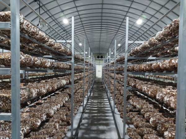 섬송이표고버섯 스마트팜 내부