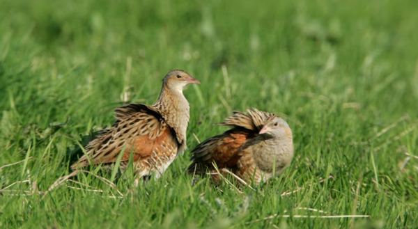 (사진=RSPB / PA) 멸종위기동물인 콘크레이크