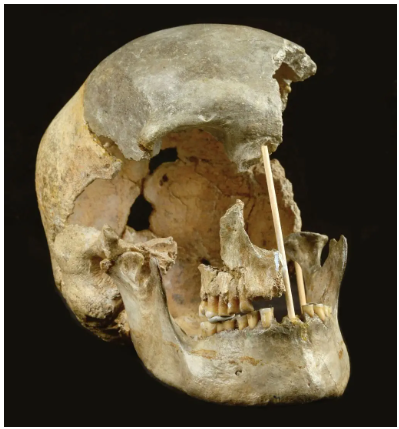 (사진=마렉잔타치) Zlatý kůň 두개골은 1950 년 현재 체코 공화국에서 발견