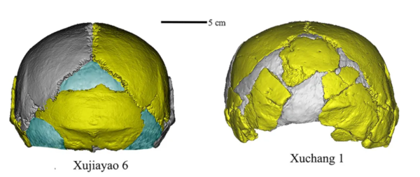 (사진=우 시우지에(Wu Xiujie)) 디지털로 복원된 두개골은 쉬자야오(Xujiayao)(왼쪽)와 쉬창(Xuchang)(오른쪽)에서 발견된 화석화된 유골을 묘사합니다. 크고, 낮고, 넓은 모양은 알려진 다른 호미닌 종의 두개골과 구별됩니다