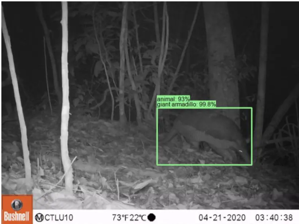 (사진=SpeciesNet/미네소타대학교)