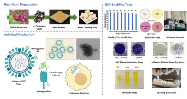 (사진=Henry Daniell, Yuwei Guo 등 연구진) 항바이러스 콩껌의 엔지니어링 및 평가