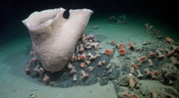 (사진=슈미트 해양 연구소(Schmidt Ocean Institute))큰 해면, 말미잘, 그리고 다른 생명체들이 거의 230미터 깊이에서 볼 수 있는데, 이 해저는 아주 최근에 남극 대륙에 떠 있는 빙하인 조지 6세 빙붕(George VI Ice Shelf)에 의해 덮여 있었다. 해면은 매우 천천히 자랄 수 있으며 때로는 1년에 2cm 미만으로 자랄 수 있습니다. 그러므로, 이 표본의 크기는 이 군집이 수십 년, 어쩌면 수백 년 동안 활동해 왔음을 시사한다.