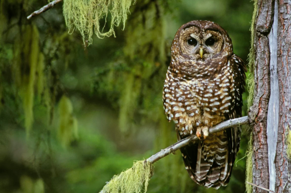 (사진=게티이미지) 북부 점박이 올빼미는 역사적으로 멸종위기종보호법에 의해 서식지가 보호된 많은 종 중 하나다.
