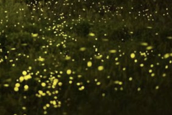 ▲사진=강원도자연환경연구공원 제공